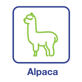 Alpaca
